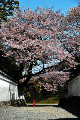 桜の花が一気に咲いて。延々、咲き誇ってはいる。_b0169522_20232498.jpg