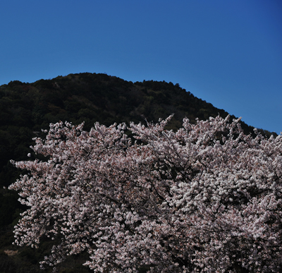 桜の花が一気に咲いて。延々、咲き誇ってはいる。_b0169522_20233420.jpg