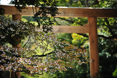 桜の花が一気に咲いて。延々、咲き誇ってはいる。_b0169522_2036405.jpg