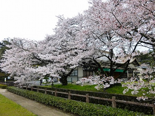 大分に枝垂れ桜を観に行きました　大分の観光＆グルメ_d0086228_12405061.jpg