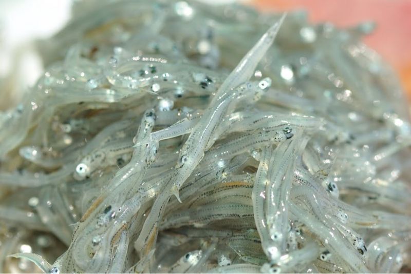 獲れたて生シラス 洗い方編 海と人と音楽をつなぐイベント シラおん 公式ブログ