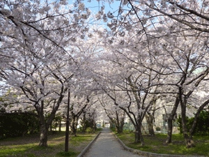 2014大新公園通り抜け_c0009036_8413646.gif