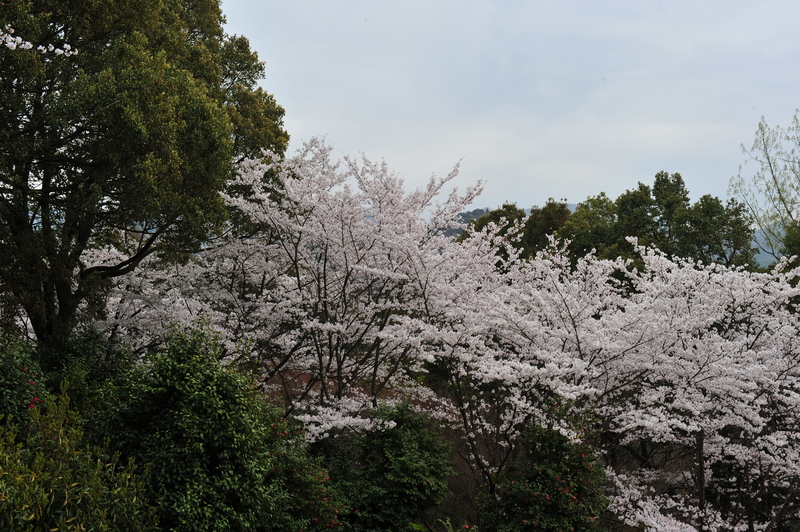 香川の今年の桜　⑪　公渕森林公園　2014 0402_d0246136_0235793.jpg