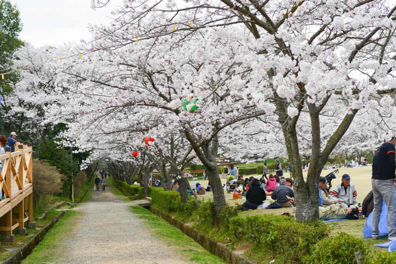 香川の今年の桜　⑪　公渕森林公園　2014 0402_d0246136_0404784.jpg