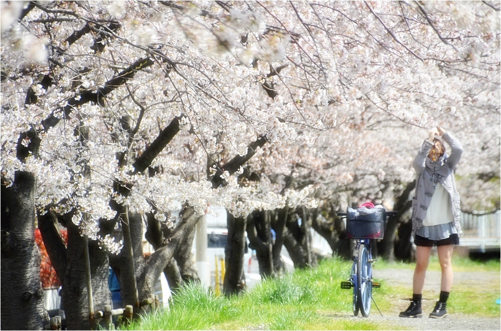 さくら　2014　　浦安下町桜_c0095342_22331331.jpg