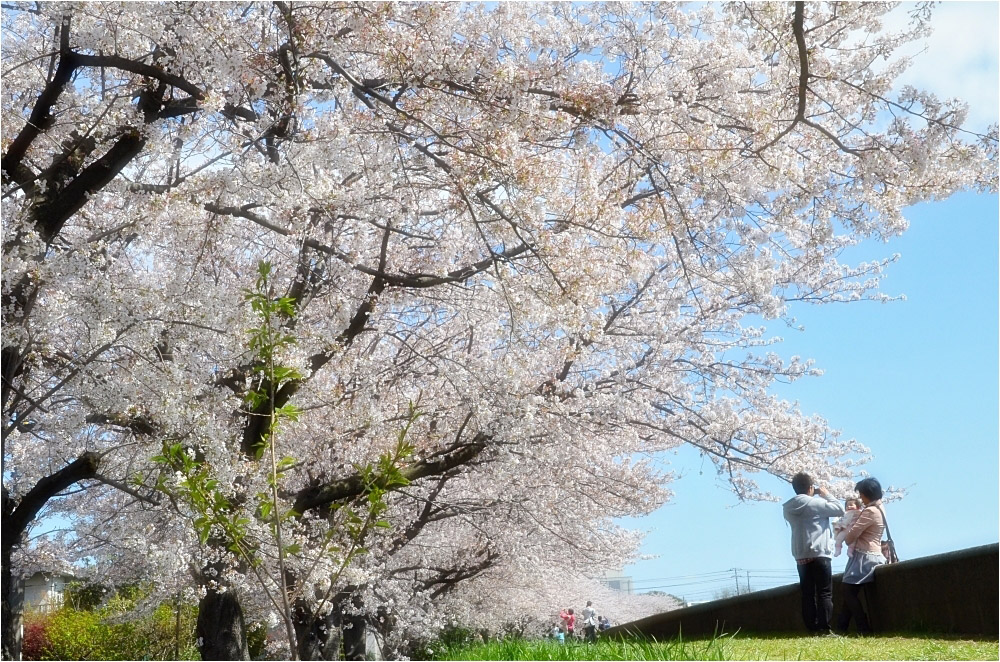 さくら　2014　　浦安下町桜_c0095342_22354679.jpg