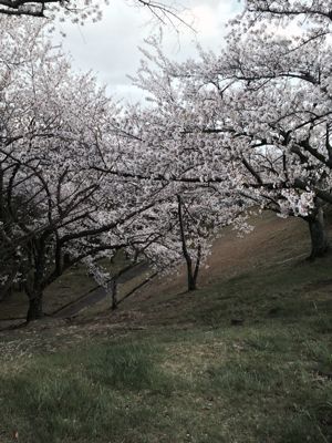 桜_f0150047_18375497.jpg