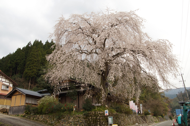 美郷町をお花見＾＾_f0214649_5242170.jpg