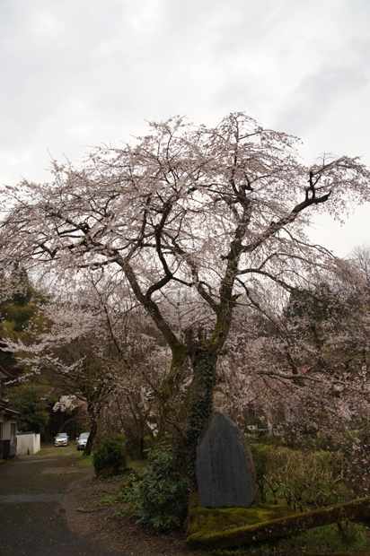 美郷町をお花見＾＾_f0214649_5264767.jpg