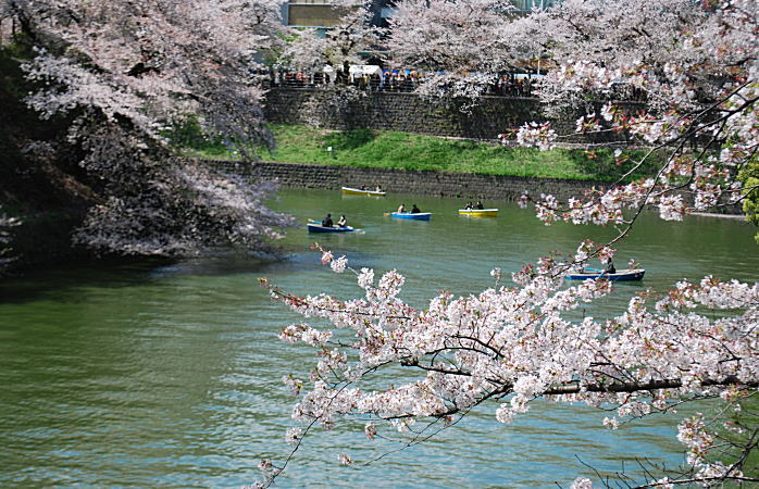 東京の桜_d0219351_21594748.jpg