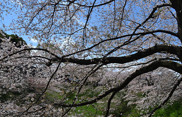 東京の桜_d0219351_221616.jpg