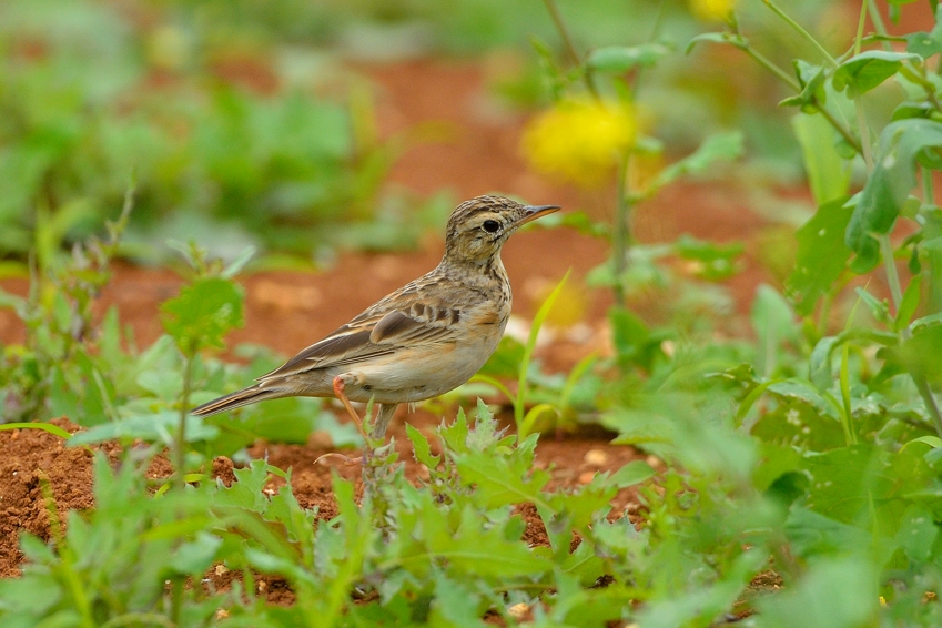 マミジロタヒバリ(Richard\'s Pipit)～2014.04_b0148352_1804779.jpg