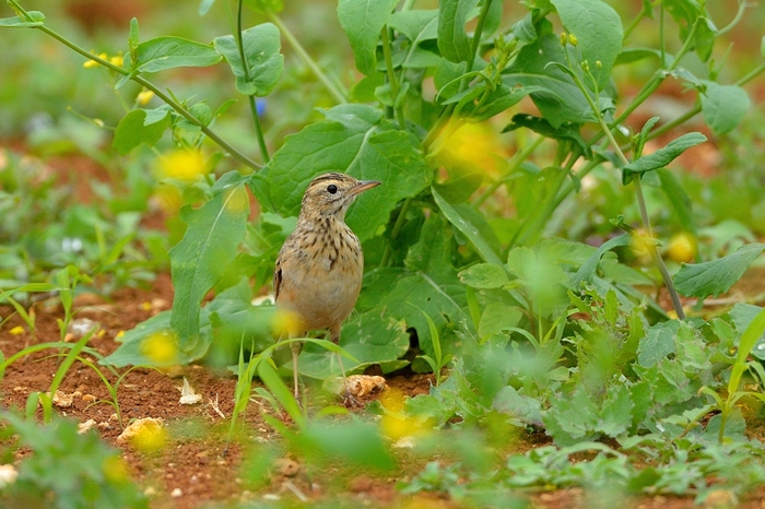 マミジロタヒバリ(Richard\'s Pipit)～2014.04_b0148352_1825434.jpg