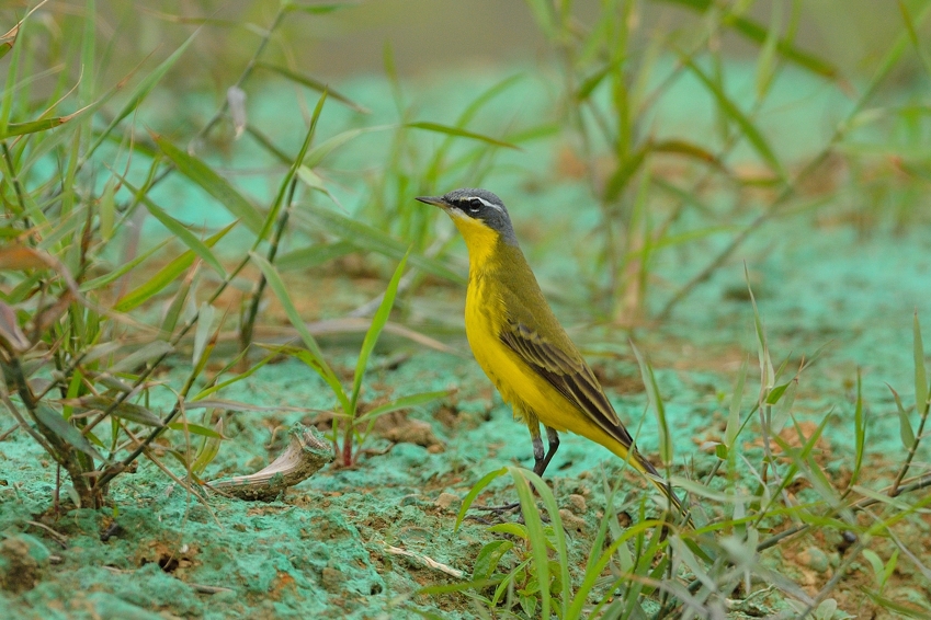 マミジロタヒバリ(Richard\'s Pipit)～2014.04_b0148352_1835841.jpg