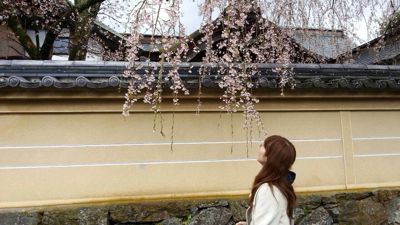 吉野の桜と天河神社_a0119753_22404296.jpg