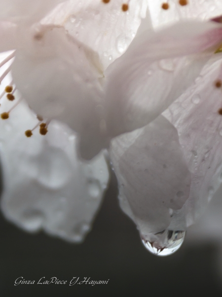 花のある風景　大雨の桜水滴_b0133053_23503675.jpg