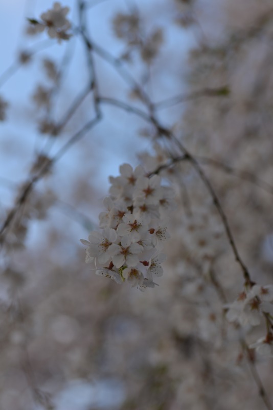 c0145453_12221452.jpg