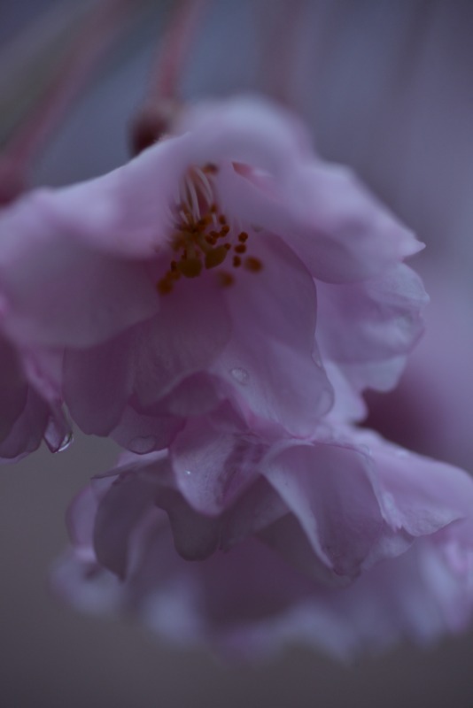 c0145453_12223446.jpg