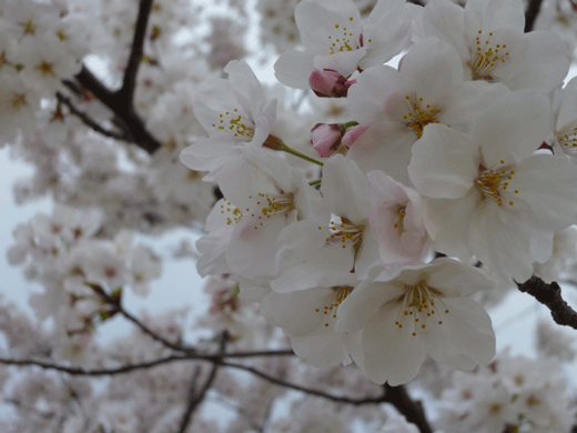 c0225153_0472145.gif