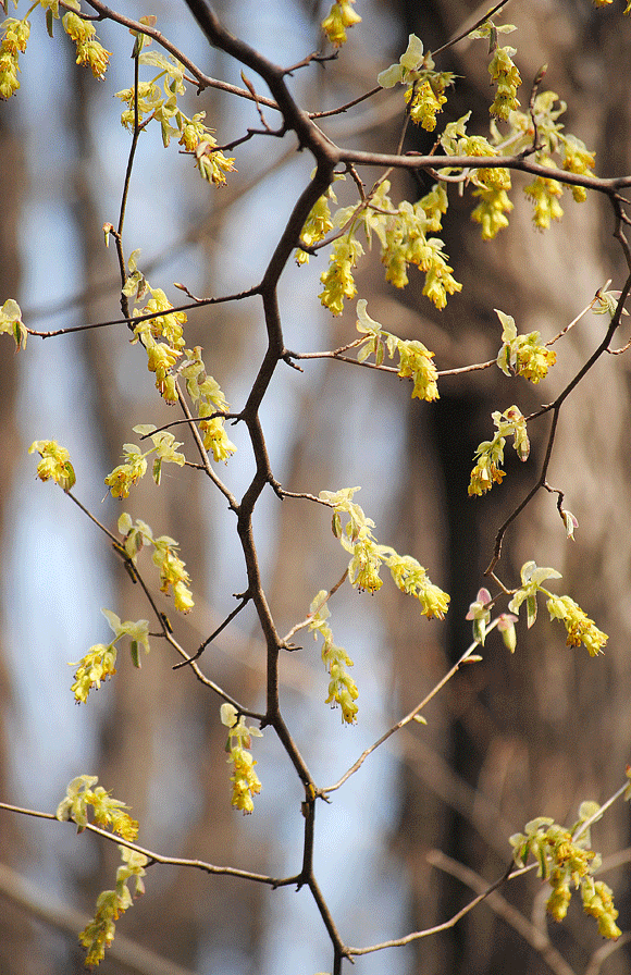 a0001354_19364280.gif