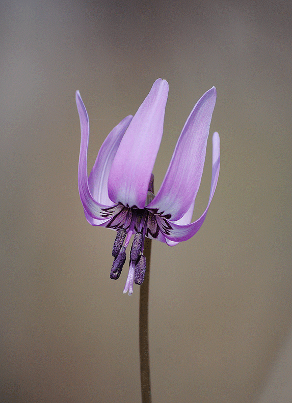 a0001354_19381855.gif