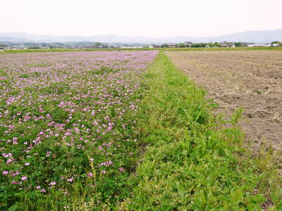 砂田米 七城町砂田のれんげ米 れんげの開花!!_a0254656_1854019.jpg