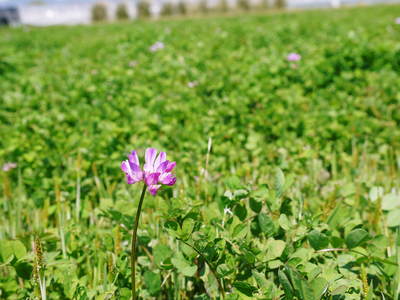 砂田米 七城町砂田のれんげ米 れんげの開花!!_a0254656_188385.jpg