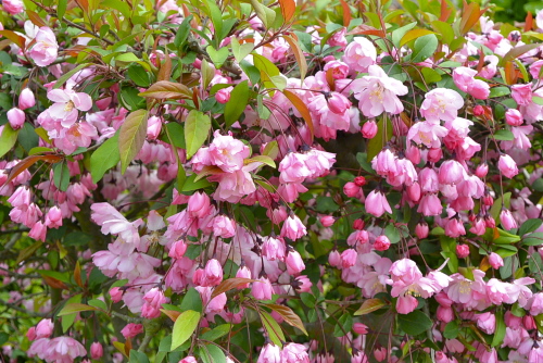 栗林公園　桜以外の花たち_d0063558_15123476.jpg