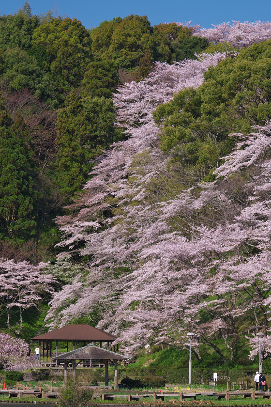 桜模様 2014 ～ 蓮華寺池公園にて_f0072758_21282929.jpg