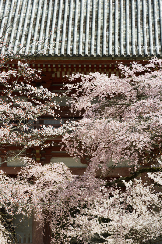 Colors 5 京桜・醍醐寺2_d0079559_1646956.jpg