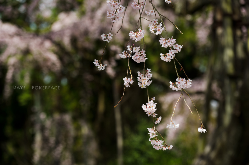 Colors 5 京桜・醍醐寺2_d0079559_16474118.jpg