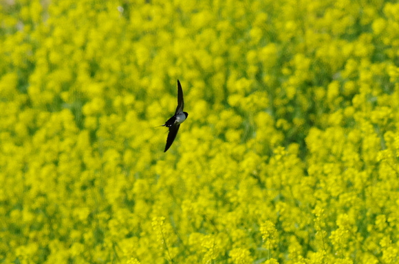 淀川野鳥_d0256061_15552884.jpg