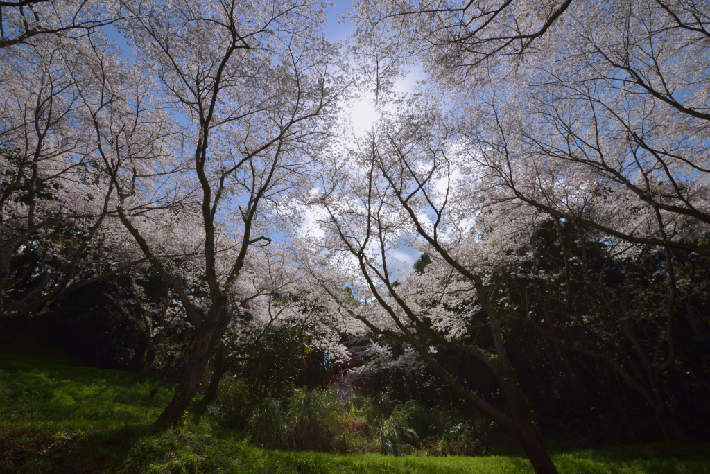 SAKURA 2014      4_e0293862_6294088.jpg