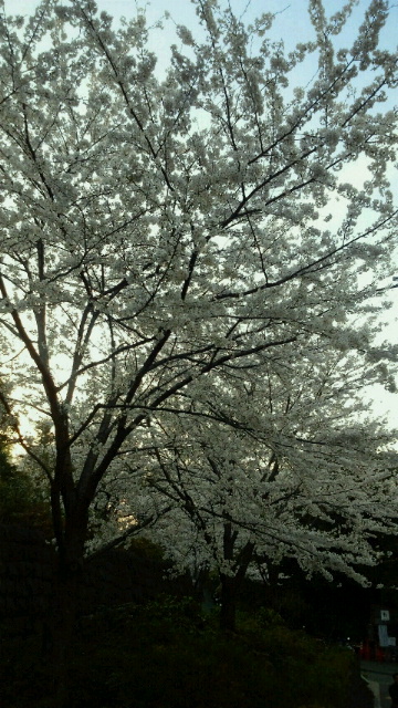 桜_b0089963_1374754.jpg