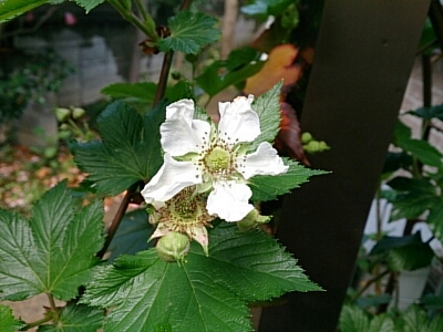 f0217564_938643.jpg