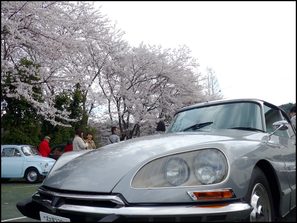 Classic Car Festival  と　お花見_c0084268_930379.jpg