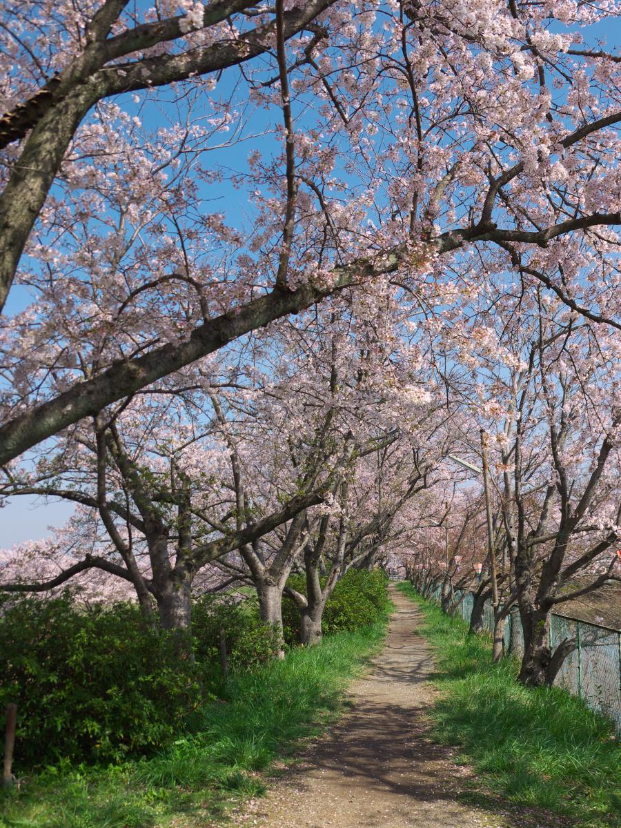 　　　藤原宮跡の桜・菜の花_b0161171_16492411.jpg