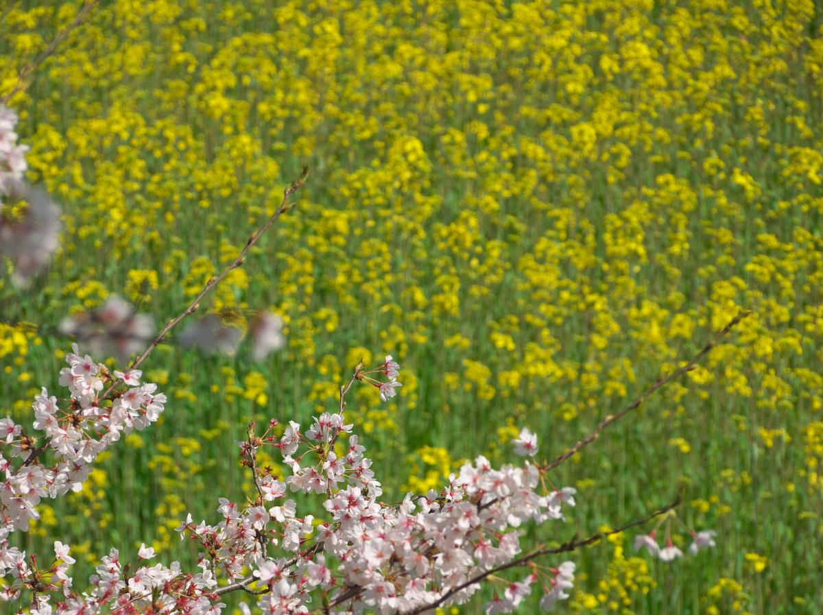 　　　藤原宮跡の桜・菜の花_b0161171_16493871.jpg