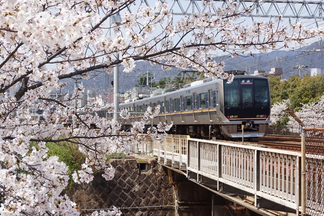 藤田八束の鉄道研究会、桜の花と列車たち鉄道の春、さくら吹雪の中を走る列車たち、春爛漫桜と列車を撮る_d0181492_0283321.jpg