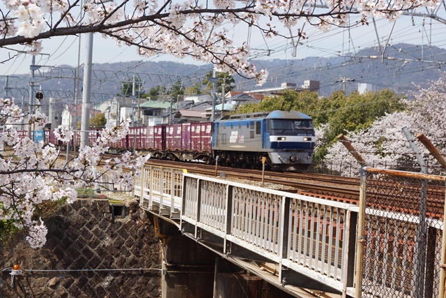 藤田八束の鉄道研究会、桜の花と列車たち鉄道の春、さくら吹雪の中を走る列車たち、春爛漫桜と列車を撮る_d0181492_0322281.jpg