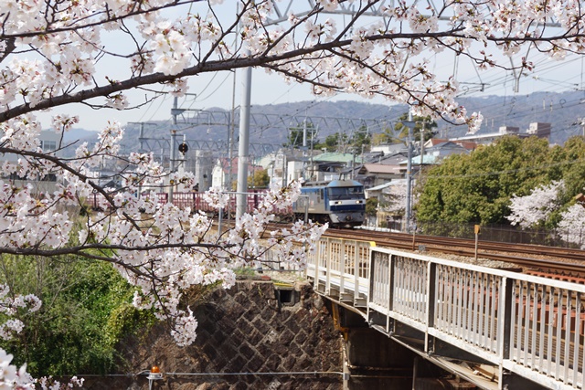 藤田八束の鉄道研究会、桜の花と列車たち鉄道の春、さくら吹雪の中を走る列車たち、春爛漫桜と列車を撮る_d0181492_032975.jpg