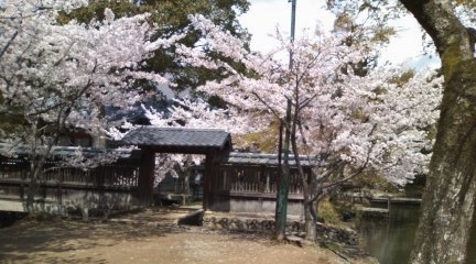 大沢の池：大覚寺_b0205694_21122678.jpg