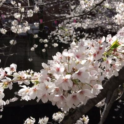 桜_a0247195_22223631.jpg