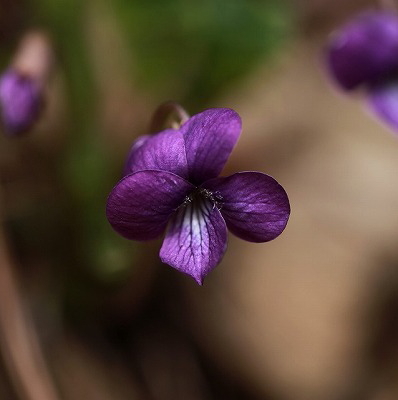 スミレの花に会いに行く＠小仏城山～高尾山　　2014.4.5(土)_c0213096_18381239.jpg