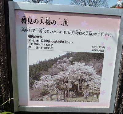 神戸の桜2014　水の科学博物館の桜　その３_b0051598_22543967.jpg