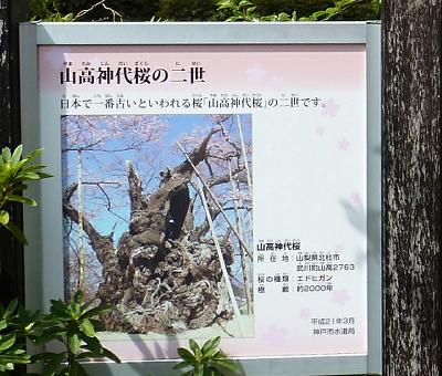 神戸の桜2014　水の科学博物館の桜　その３_b0051598_22564783.jpg