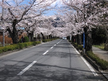 桜のトンネル_c0117898_20583856.jpg