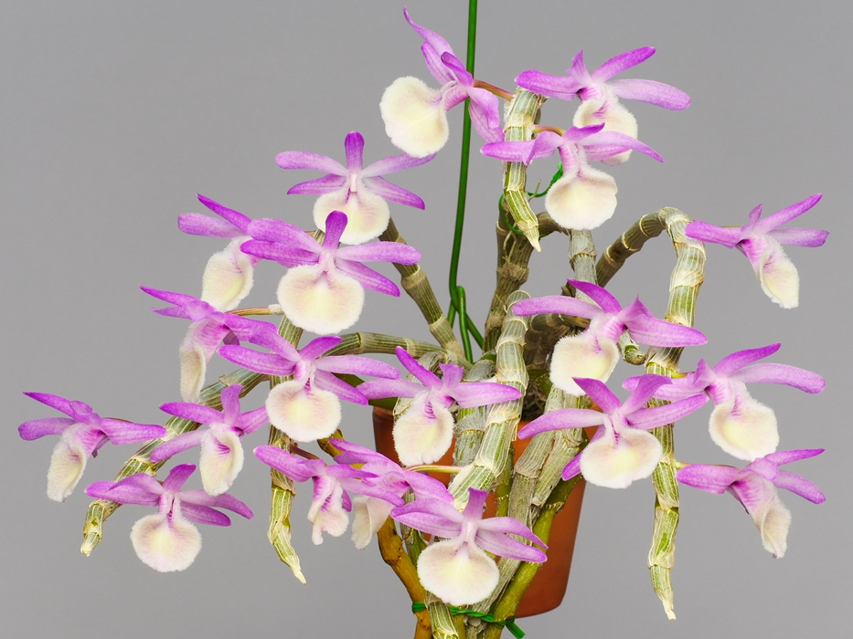 Dendrobium (Den.) primulinum giganteum \'Suruga\'_a0267399_148986.jpg