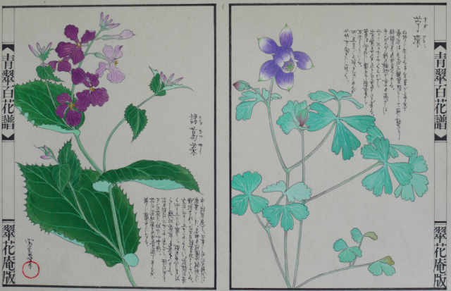 5 川岸富士男さん花絵展が終了しました。_e0151902_11594424.png