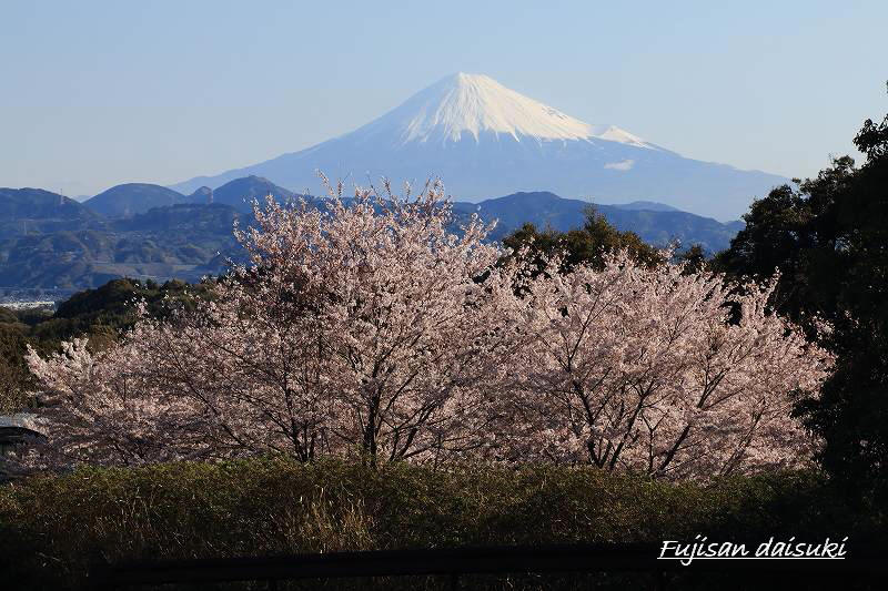 日本平からの桜と富士山_a0188405_8344419.jpg